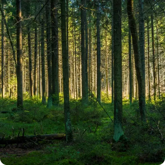 Une forêt dense illuminée par la lumière du soleil.