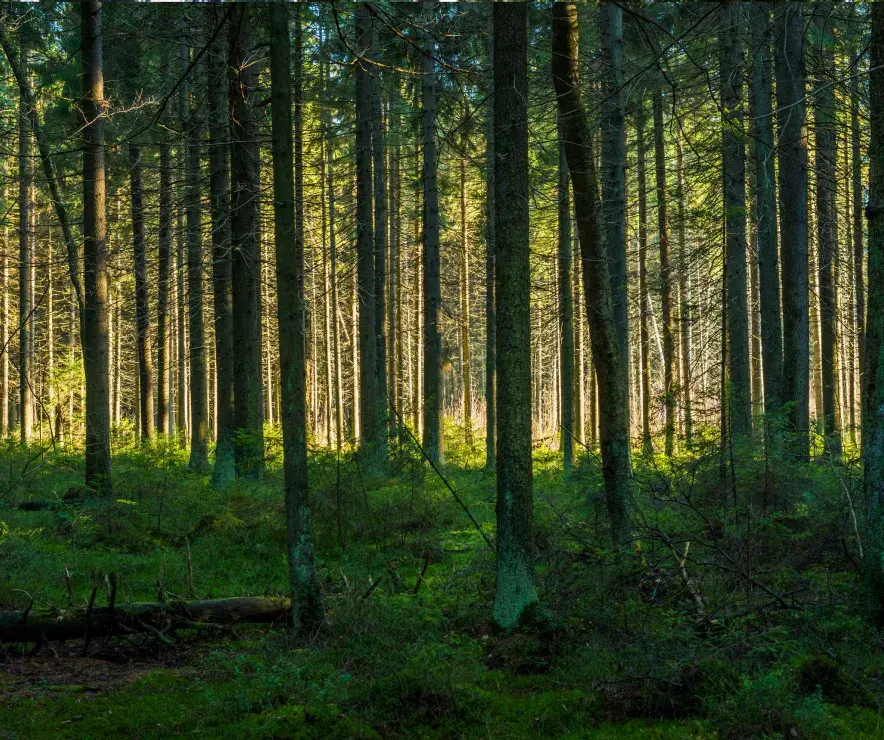 Une forêt dense illuminée par la lumière du soleil.